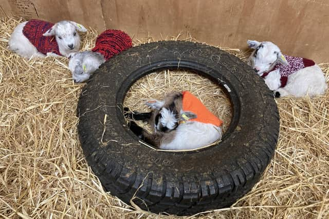 More than 350 handknitted 'goat coats' have been donated to the farm to keep the kids warm. PIC: National World.