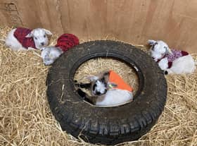 More than 350 handknitted 'goat coats' have been donated to the farm to keep the kids warm. PIC: National World.
