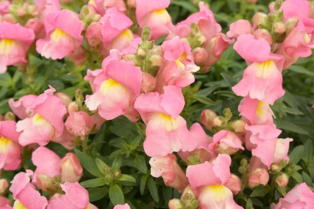Snapdragons may have a fearsome floral name - but they aren't dangerous to dogs, even if eaten.