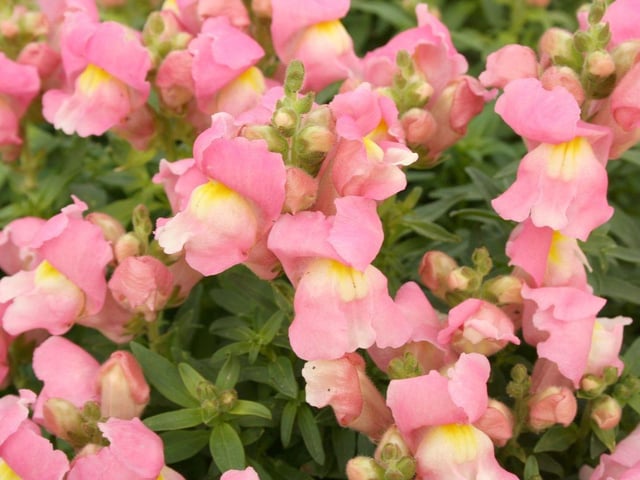 Snapdragons may have a fearsome floral name - but they aren't dangerous to dogs, even if eaten.
