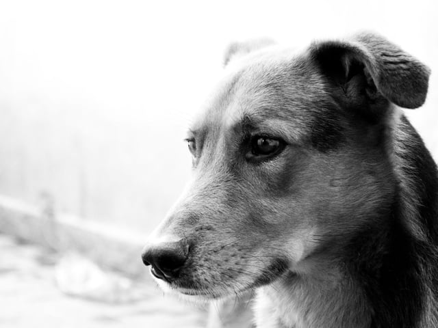 False! Whilst dogs cannot see as many shades as humans they can see much more than black and white.