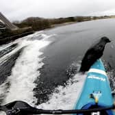 The moment a seal flipped on top of a kayak - and nearly capsized it.