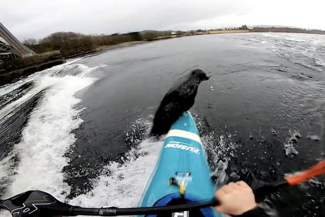 The moment a seal flipped on top of a kayak - and nearly capsized it.