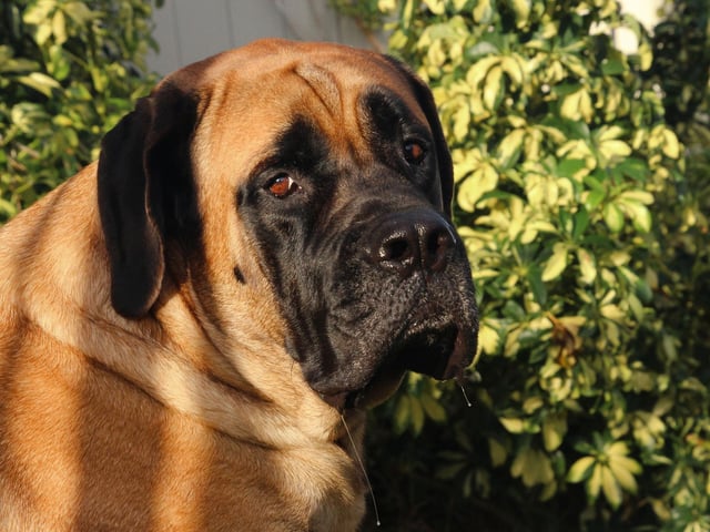 The English Mastiff is officially the largest dog in the world. According to the Guiness Book of Records - a dog called Zorba weighed in at 142.7 kg and stood 27 inches high in 1981.