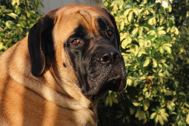 The English Mastiff is officially the largest dog in the world. According to the Guiness Book of Records - a dog called Zorba weighed in at 142.7 kg and stood 27 inches high in 1981.