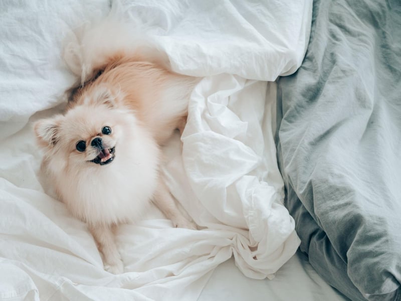 Arguably the world's most famous Pomeranian was Boo who, before his death in 2019, had over 16million likes on Facebook and was the subject of four books.