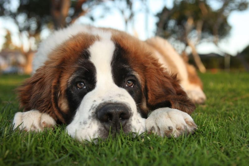 Originally bred to resue people in the Alps, the Saint Bernard is big enough and strong enough to trek through deep snow for miles. Weighing in at up to 91kg they are loyal and make great guard dogs.