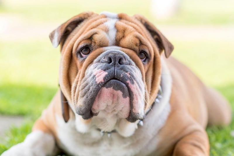 The English Bulldog has all the same positive attributes as its French cousin, but needs even less exercise, making it a great city dog for those who have to pop out for work.