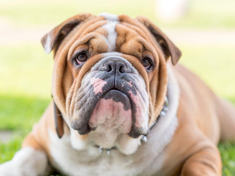 The English Bulldog has all the same positive attributes as its French cousin, but needs even less exercise, making it a great city dog for those who have to pop out for work.