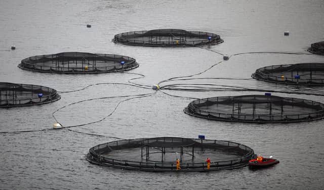 Norway's salmon farming sector is growing at three times the rate of the industry in Scotland (Picture: Jeff J Mitchell/Getty Images)