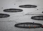 Norway's salmon farming sector is growing at three times the rate of the industry in Scotland (Picture: Jeff J Mitchell/Getty Images)
