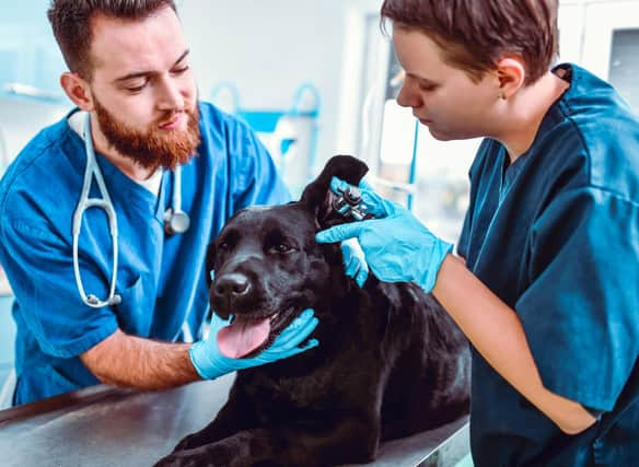 Vets know to look out for particular health conditions when it comes to particular breeds of dog.