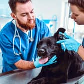 Vets know to look out for particular health conditions when it comes to particular breeds of dog.