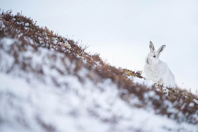 Through the late 1990s and 2000s tens of thousands of mountain hares were routinely shot on grouse moors across the species stronghold sites.