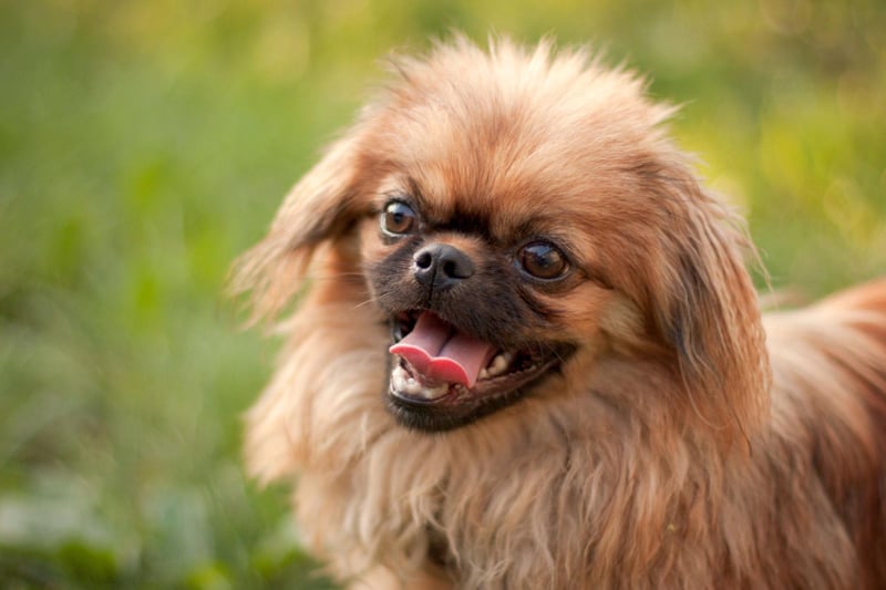 Small dogs are often the most difficult to toilet train, particularly since their tiny bladders mean they have to go more often. This is the case with the Pekingese, who are also so full of self-importance that they see most commands as being an affront to their independence.