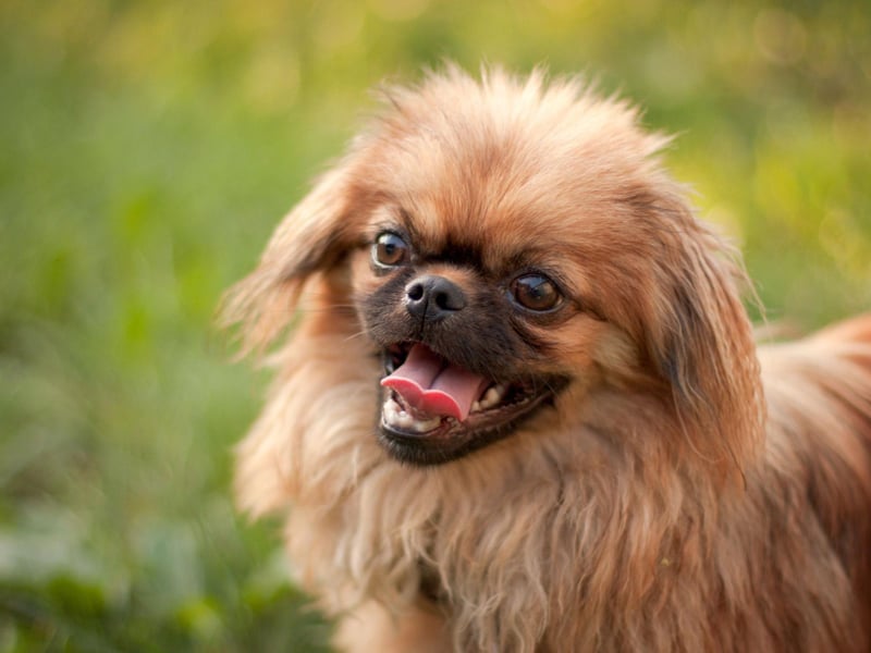 Small dogs are often the most difficult to toilet train, particularly since their tiny bladders mean they have to go more often. This is the case with the Pekingese, who are also so full of self-importance that they see most commands as being an affront to their independence.