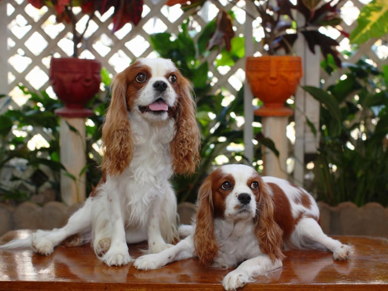 This Cavalier King Charles Spaniel's thick coat, relatively short muzzle and long ears combine to make them struggle in the heat. This can be exacerbated if they are carrying extra weight.