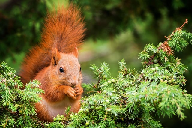 November is a great time to spot red squirrels who are busy collecting nuts to store away in hidey holes ready for winter. You have a chance of seeing these adorable animals in the majority of Scottish woods, though they are most common in the pine forests of the Highlands and Dumfries and Galloway.
