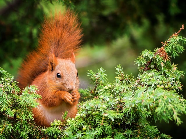 November is a great time to spot red squirrels who are busy collecting nuts to store away in hidey holes ready for winter. You have a chance of seeing these adorable animals in the majority of Scottish woods, though they are most common in the pine forests of the Highlands and Dumfries and Galloway.