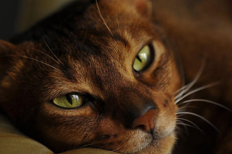 The beautiful Abyssinian cat breed is absolute packed with energy and loves to run and play. Not only that, the Abyssinian is also very intelligent and enjoys puzzle based games.
