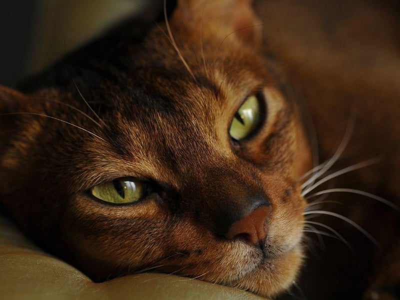 The beautiful Abyssinian cat breed is absolute packed with energy and loves to run and play. Not only that, the Abyssinian is also very intelligent and enjoys puzzle based games.