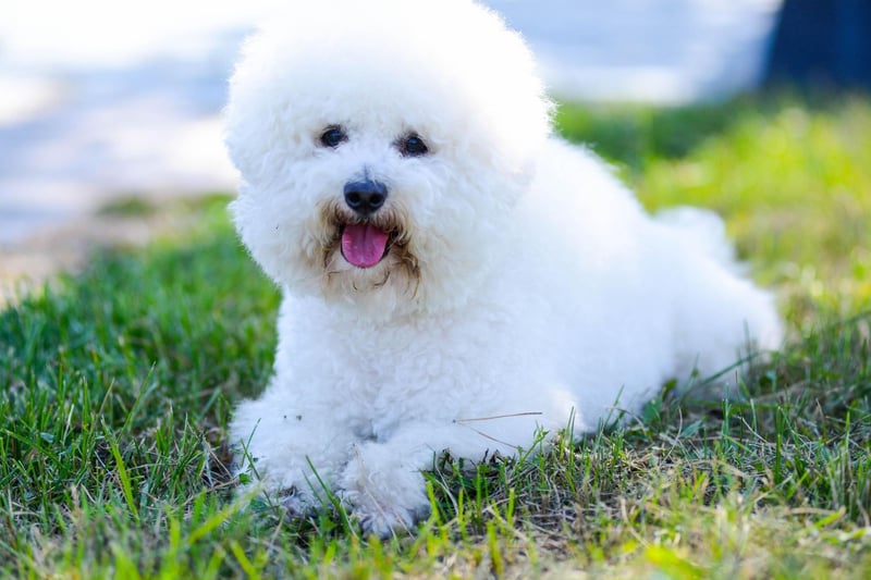 With a coat that makes them look like a fluffy cloud on legs, the Bichon Frise demands to be hugged at all times.