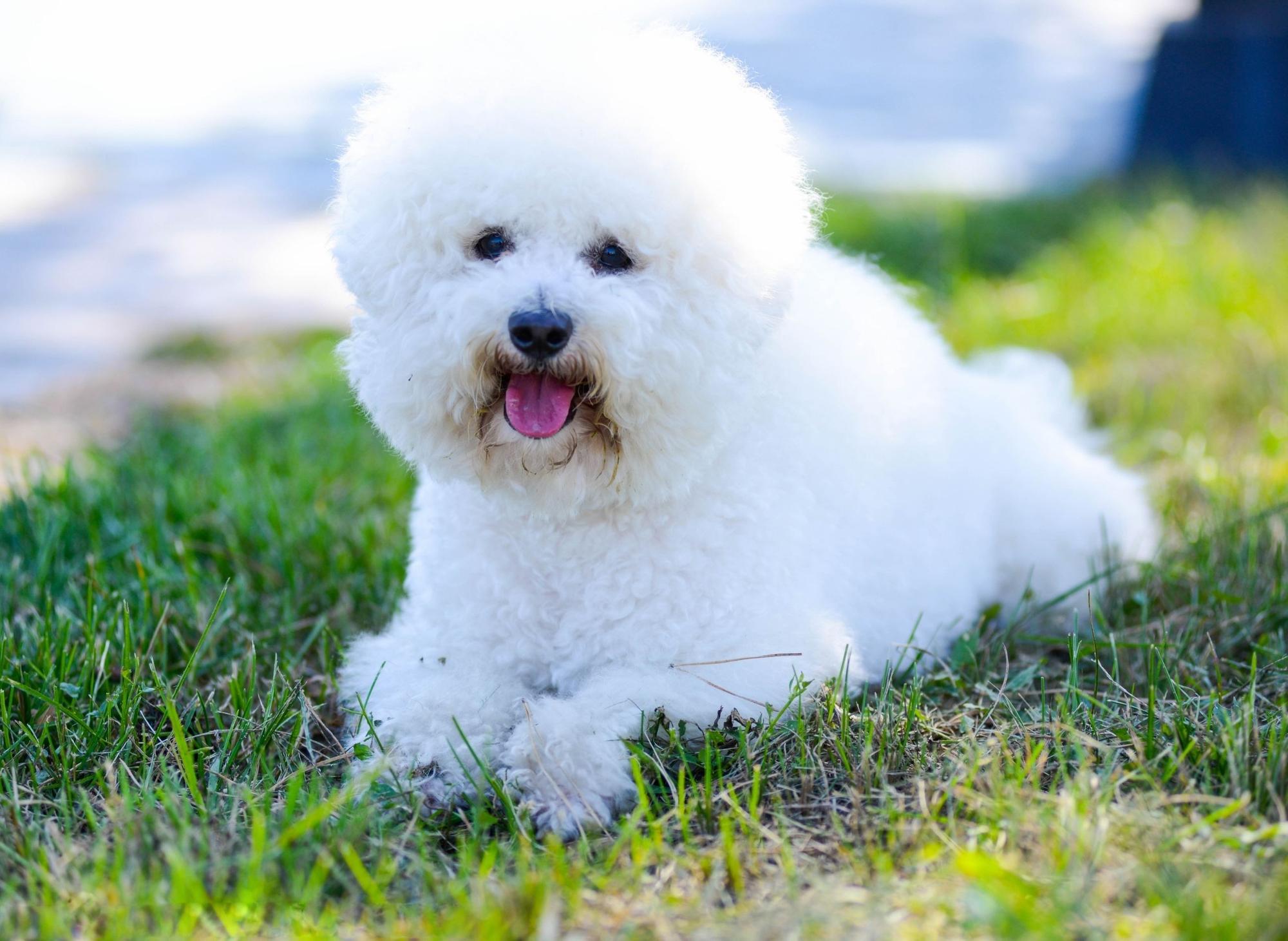Softest dog shop in the world