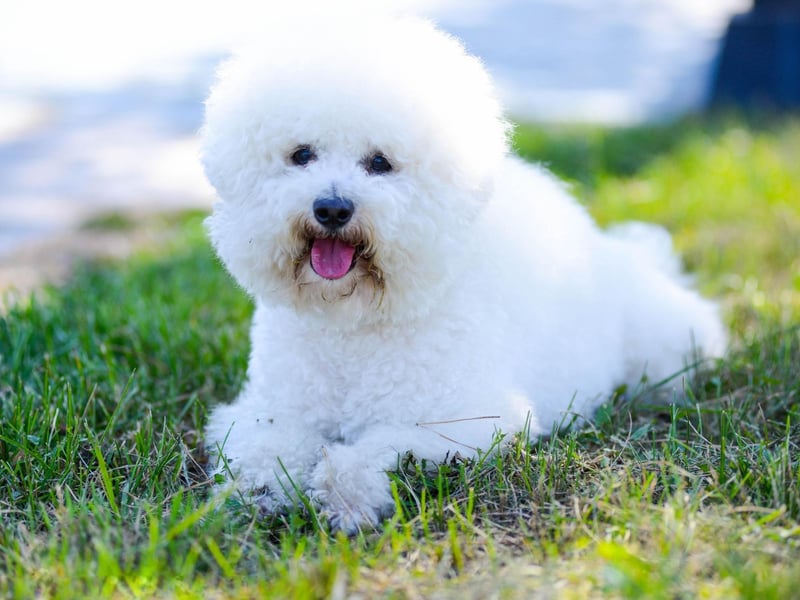 With a coat that makes them look like a fluffy cloud on legs, the Bichon Frise demands to be hugged at all times.