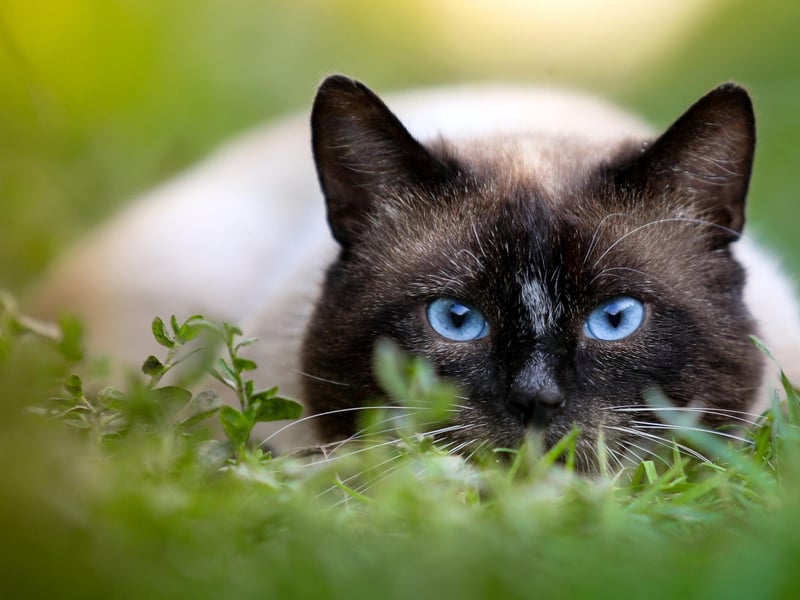 The Siamese cat is liable to become very attached to its owner and will meow for their attention when they want it - which is likely to be most of the time. Known as the “quintessential people cat” they can still be suspicious of strangers.