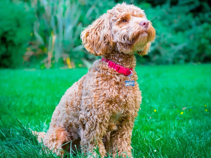 One of the first 'designer dogs' to become popular in the 1990s, the Cockapoo is a mix of Poodle and Cocker Spaniel. The crossbreed is a great family pet, and are very playful.