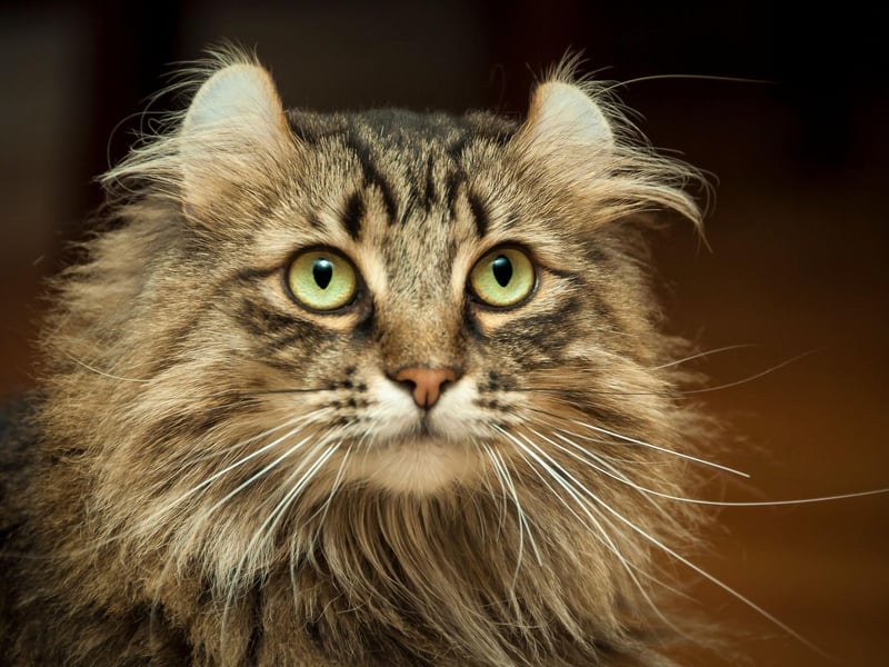 The American Curl has super recognisable ears and offers high intelligence, with a relatively high level of energy. These beautiful cat breeds can cost around $1,200.