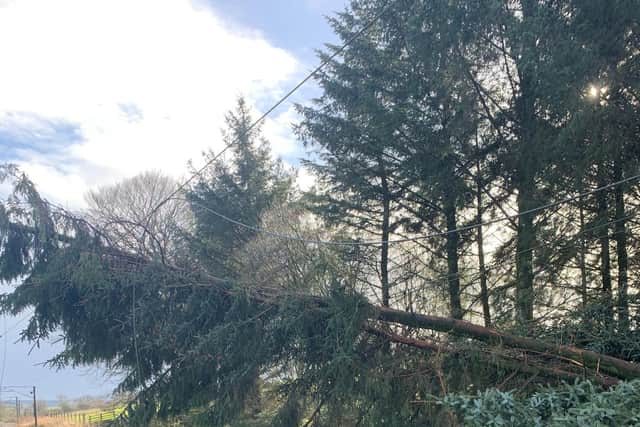 Eight trees have fallen.