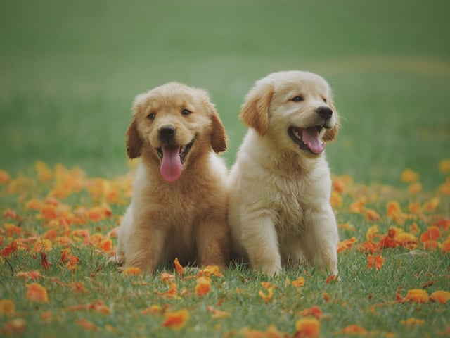 Finn is the ninth most common male dog name in Scotland of 2021. It's an Irish name meaning 'fair'.