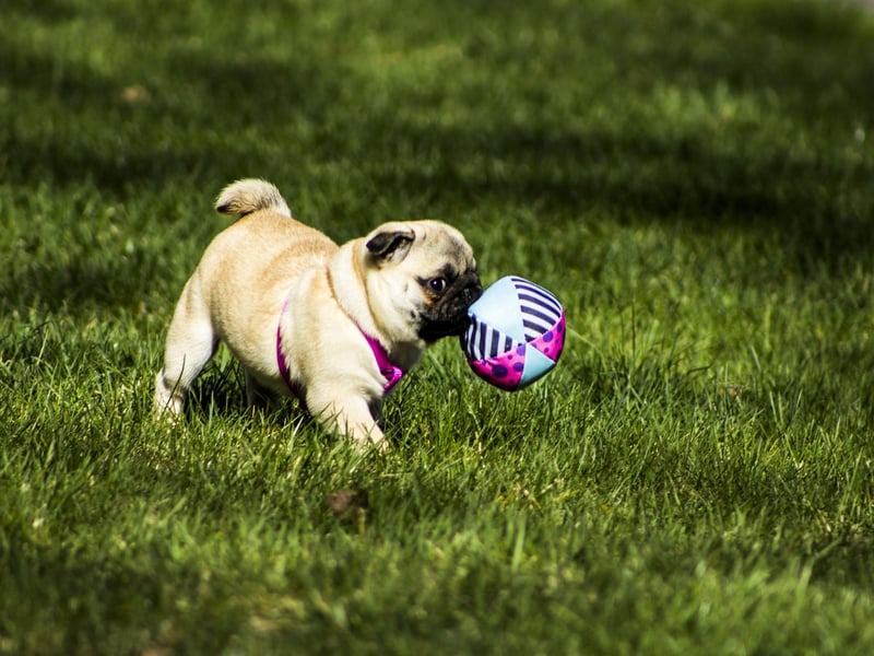 Author Jane Austen featured a Pug in her novel Mansfield Park, published 1814. Lady Bertram, the hero's mother, was said to "think more of her pug than her children".