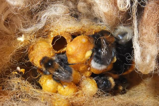 Great Yellow bumblebee nest. Conservationists have discovered one of the UK's rarest bumblebees, the Great Yellow bumblebee, in Caithness.