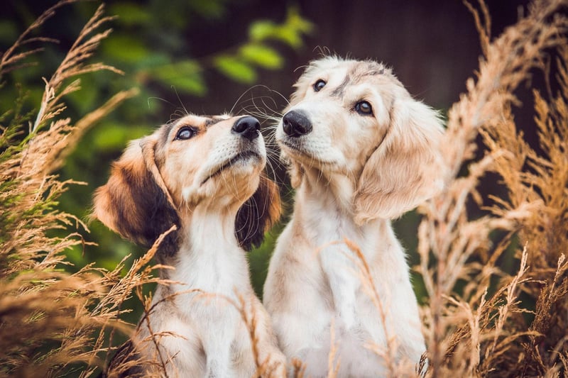 One of a number of breeds that can be traced back to ancient Egypt, dogs that look like the elegant Saluki can be seen on Egyptian graves dating back to around 2100BC. The breed then spread to China where records exist of them from 685AD.