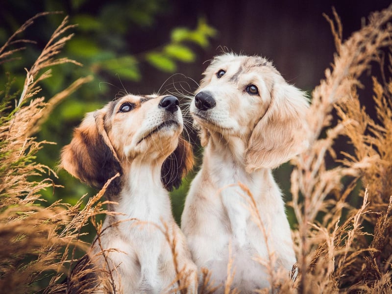 One of a number of breeds that can be traced back to ancient Egypt, dogs that look like the elegant Saluki can be seen on Egyptian graves dating back to around 2100BC. The breed then spread to China where records exist of them from 685AD.