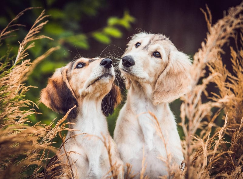 One of a number of breeds that can be traced back to ancient Egypt, dogs that look like the elegant Saluki can be seen on Egyptian graves dating back to around 2100BC. The breed then spread to China where records exist of them from 685AD.