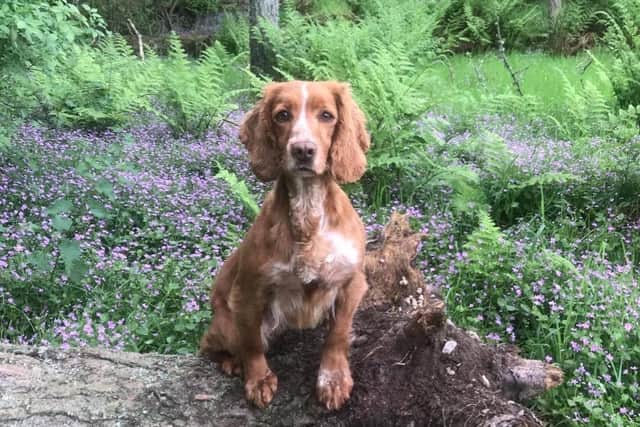 The beloved pooch was 'extremely restless and scared' after being found by a local dog walker who took her to a vet where she was scanned for a microchip.