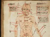 Diagram of the human body, showing the veins to be opened for blood-letting, in the 16th century. Curious medieval cures, including a treatment for gout that involved baking an owl then grinding it into a powder, are to be shared with the public online by Cambridge University Library.