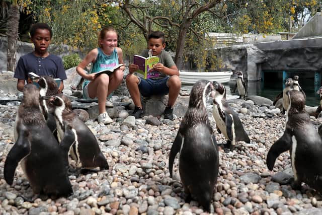 Penguins are among the animals to have been spotted in urban areas amid the quiet of global Covid lockdowns. As we recover from the pandemic, humanity must find better ways to live alongside wildlife (Picture: Simon Cooper/PA)