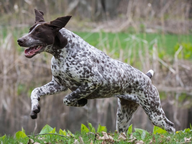 Another breed with a history of hunting, the German Shorthaired Pointer got its name from its skill of 'pointing' out prey. They were the ninth most popular dog in America in 2020.