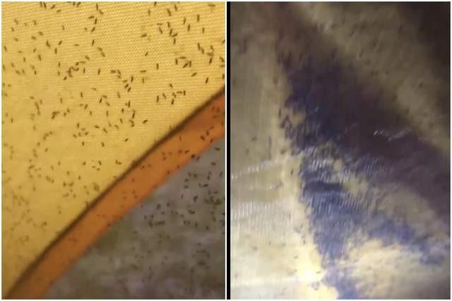 Midges mate during the summer months and, once the eggs have been layed in boggy ground or vegetation, the adult insect hatches in less than 24 hours.
