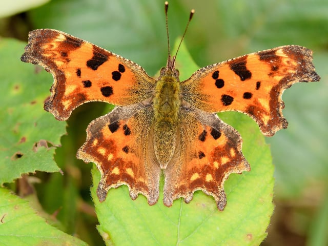 The Comma butterfly is easily identified by it's ususually-shaped wings - which make for perfect camouflage against a backdrop of dried leaves. The insect was thought to be extinct in Scotland for many years but there have been increasing sightings in recent times, with experts thinking that they are now breeding north of the border. In July the butterflies are laying their eggs on nettles for the first of two broods of the year.