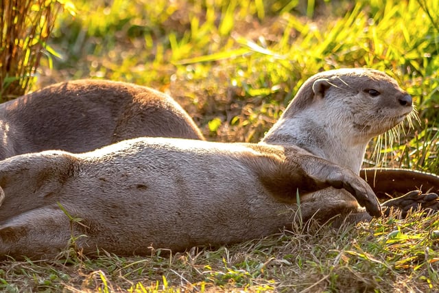 Smooth-coated otters were pictured lovingly relaxing in the sun together at the wildlife park. Credit: David Roberts.