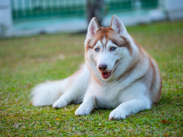 Everest, a character in the hugely-popular animated series PAW Patrol, is a Siberian Husky.