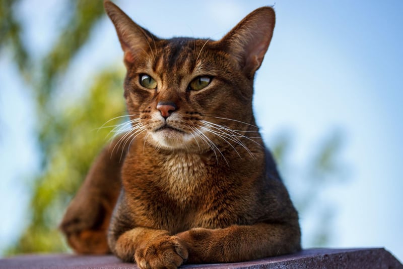 The Abyssinian breed is a curious cat breed that loves interacting with the entire household. They can get very attached to their owners and household - so can often be seen to get along with dogs.