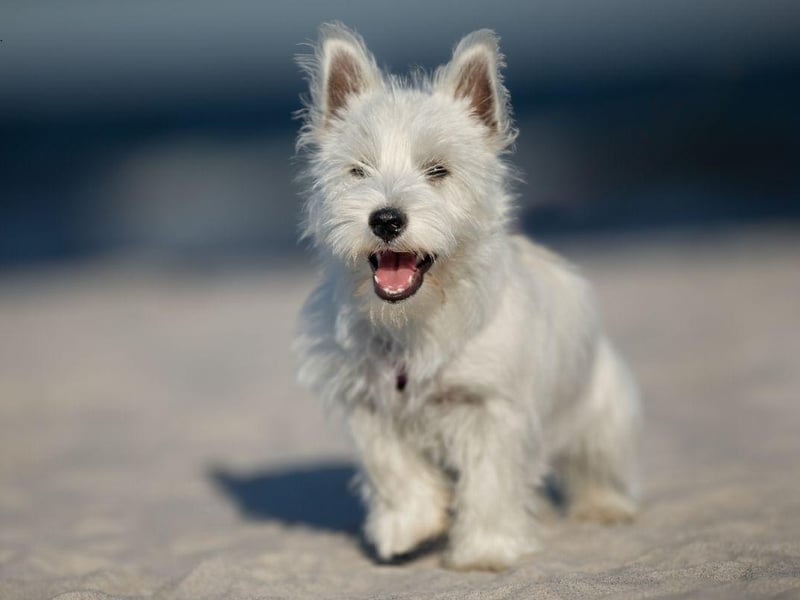 Better known as Westies, the West Highland White Terrier is a breed than just loves telling you about things - a new sound, smell or sight will all be urgently relayed to you with a series of barks.