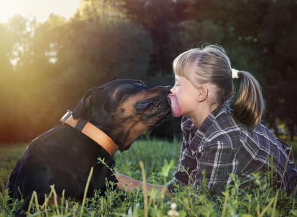 How much do you know about the lovable but misunderstood Rottweiler?