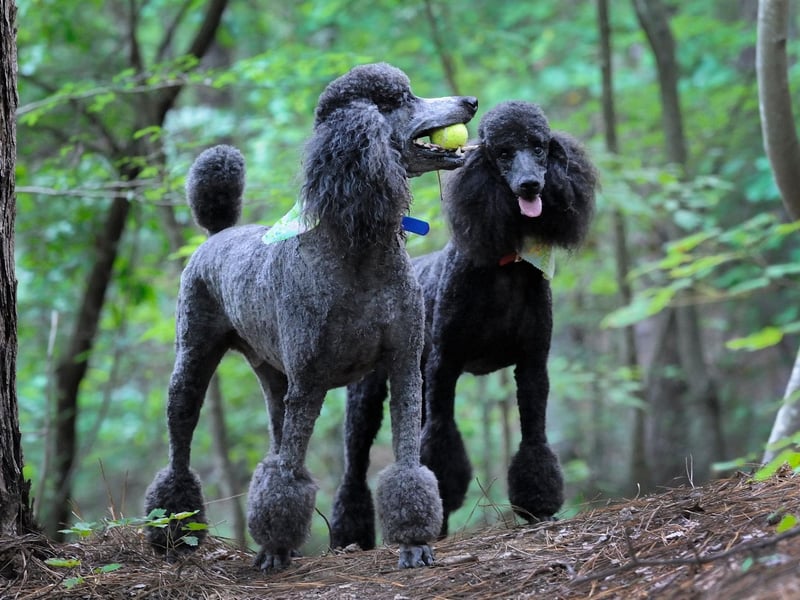 All three sizes of Poodle - Standard, Miniature and Toy - are equally sociable. In fact, the only way to make a Poodle more sociable is by breeding it with a Labrador or Golden Retriever, creating the super-sociable Labradoodle and Goldendoodle.